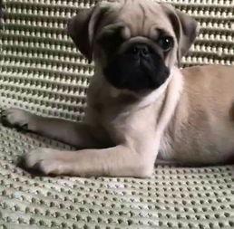 巴哥爆料最新人物是谁,揭秘最新神秘人物身份之谜  第2张